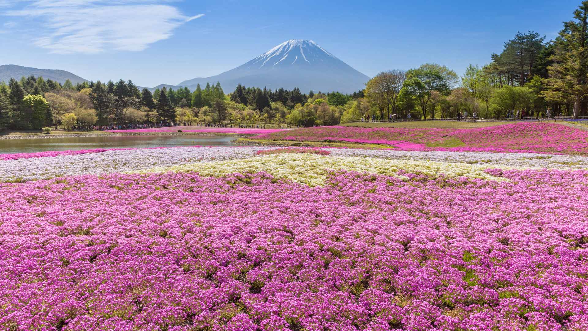 今日から富士芝桜まつり