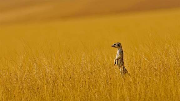 A meerkat stands alone