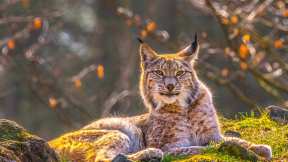 A Eurasian lynx in Siberia