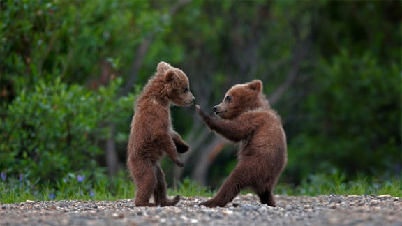 Bear cubs roughhouse on Siblings Day