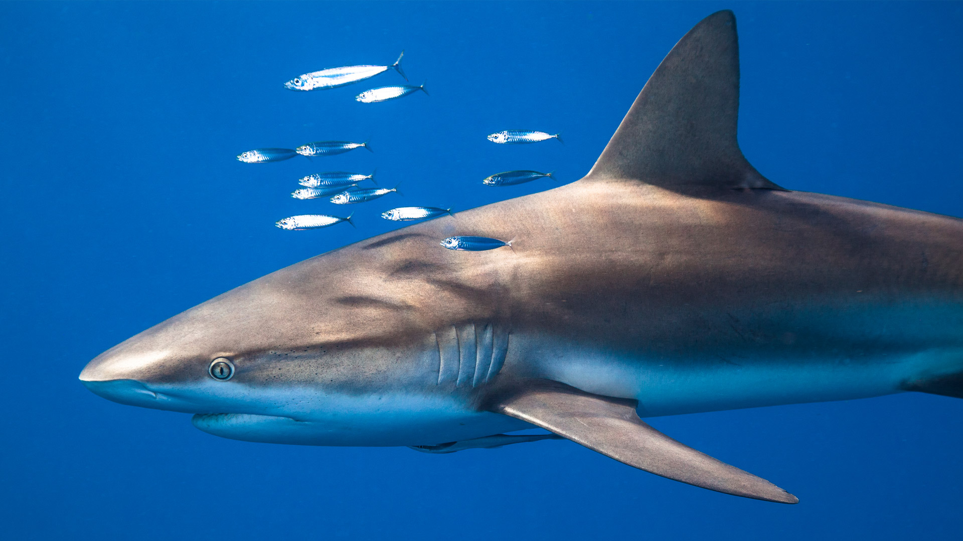 Bing image: Shark Awareness Day - Bing Wallpaper Gallery