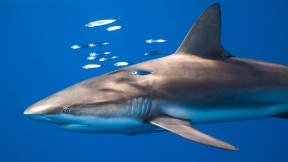 鲨鱼保护日