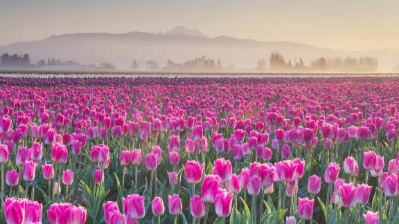 Skagit Valley Tulip Fields, Washington, United States