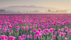 Skagit Valley Tulip Festival