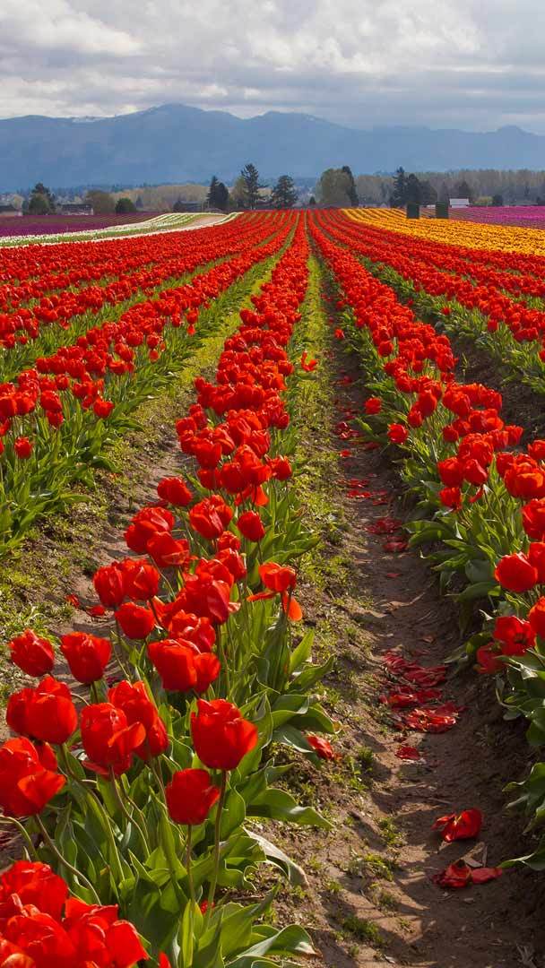 Flowers Background Tulip Festival, Tulip Garden HD wallpaper | Pxfuel