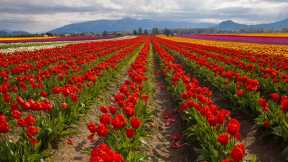 Tulipanes del Valle de Skagit, Washington, EE.UU.