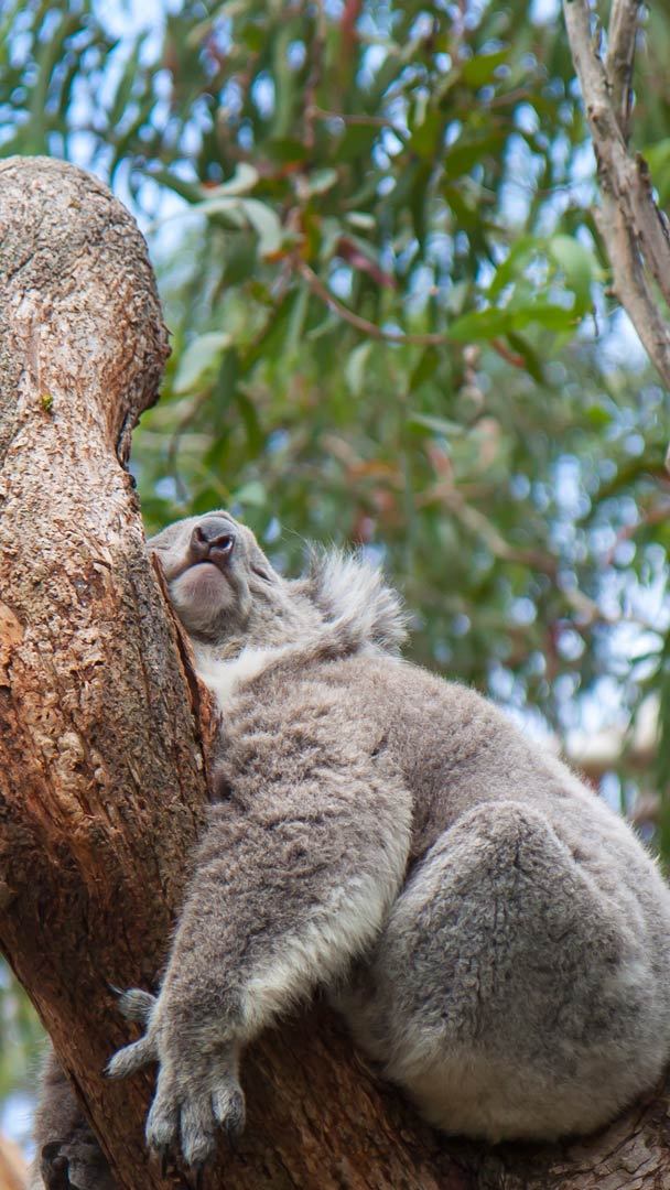 gif de koala dormido