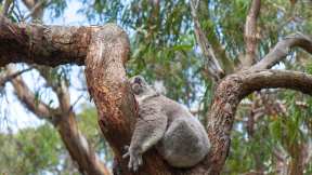 Ein Koala schläft auf einem Eukalyptusbaum, Australien