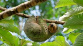 Brown-throated three-toed sloth in cecropia tree, Costa Rica