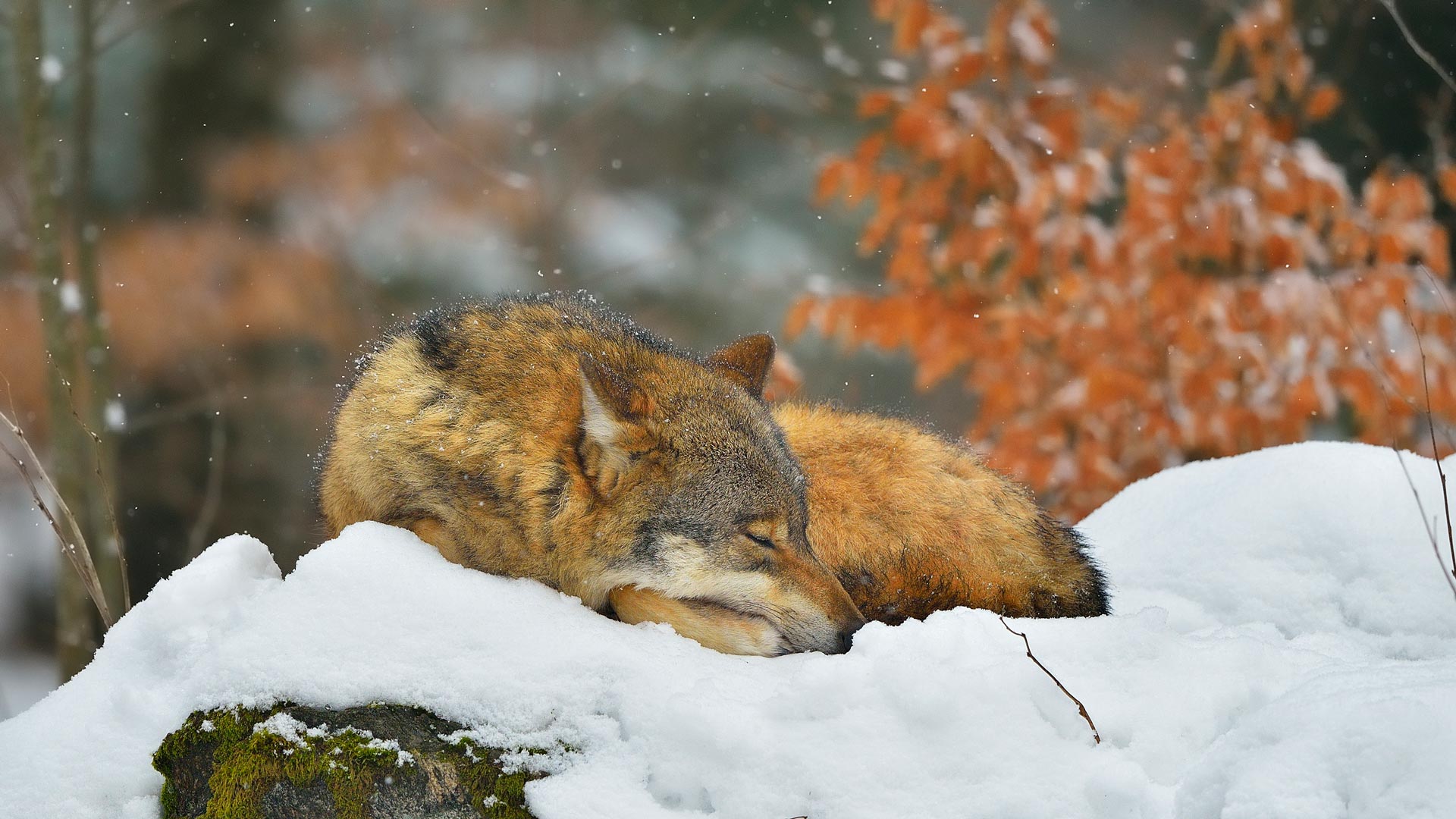Lobo dormido en el Parque Nacional del Bosque Bávaro, Alemania
