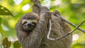 International Sloth Day