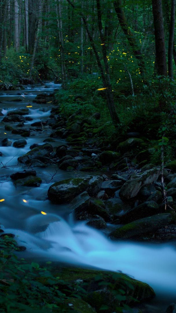 fireflies nature wallpaper