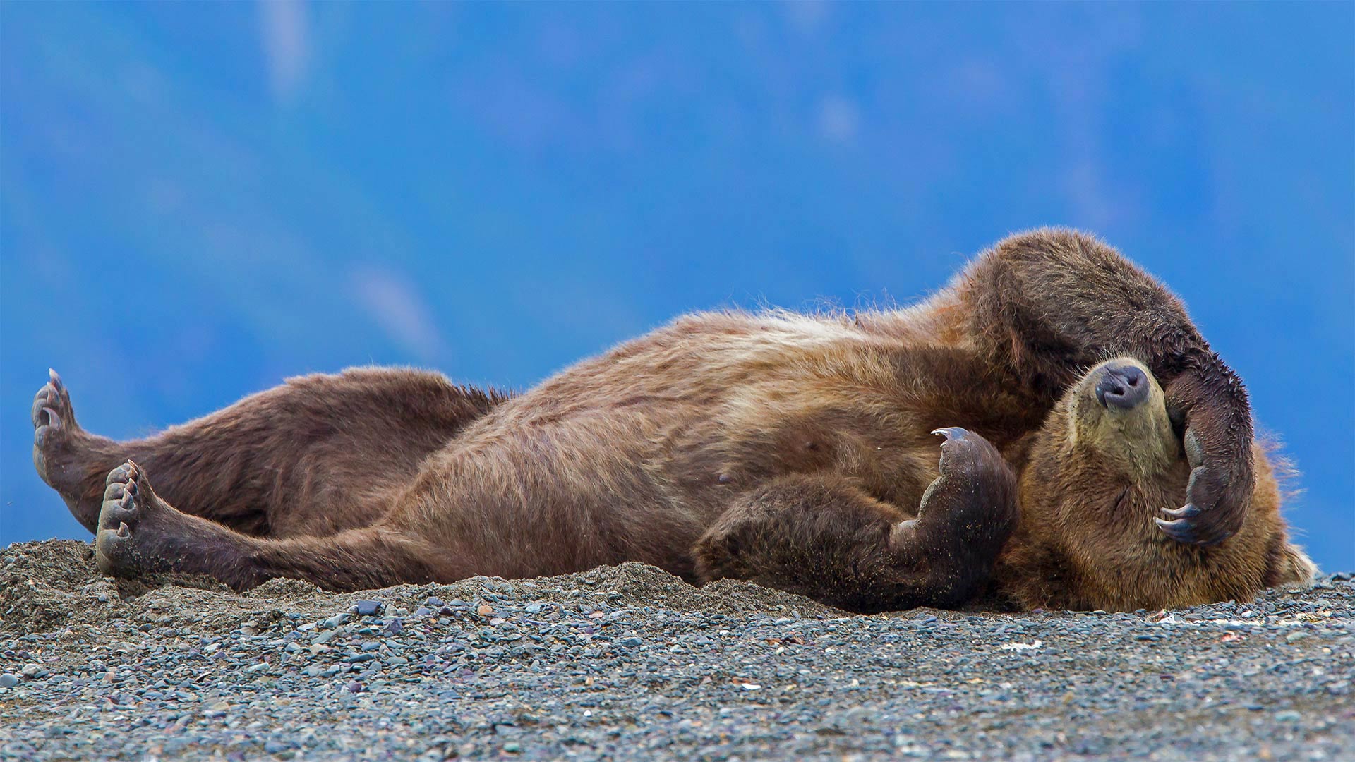 This grizzly has Napping Day down