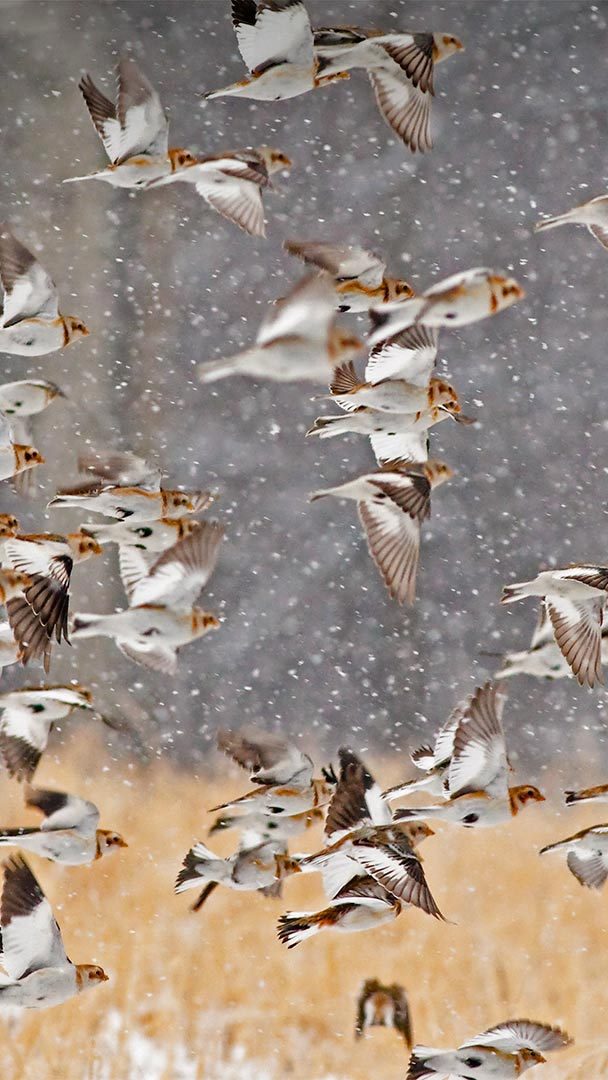 Snow buntings take flight
