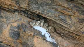 International Day of the Snow Leopard