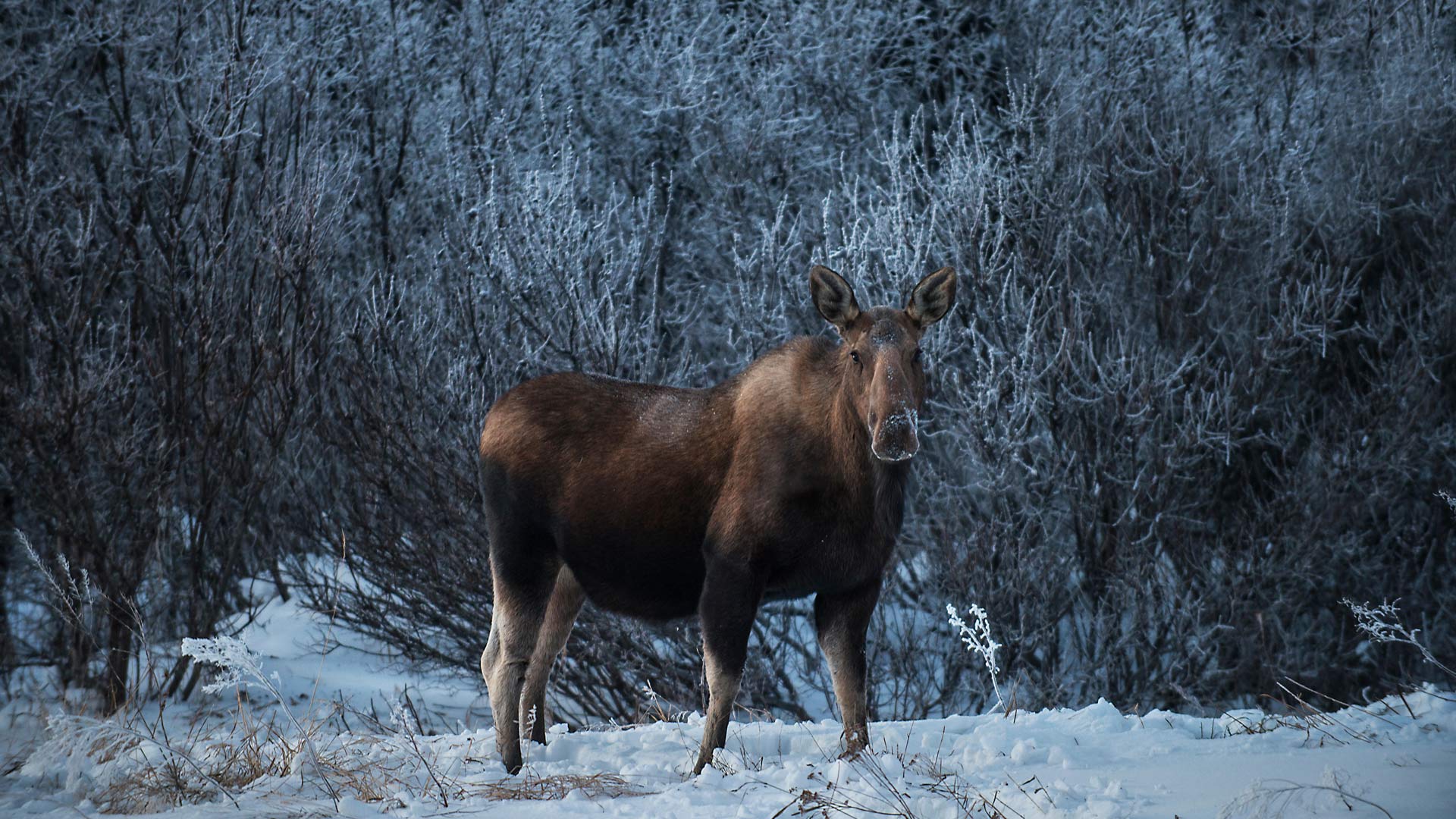 Bing image: Moose, Denali National Park, Alaska, United States - Bing ...