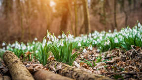 Frühlingsbeginn