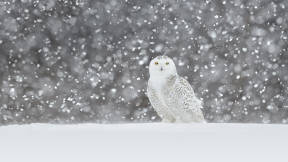 An avian predator built for the snow