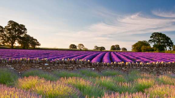 A field of English lavender