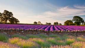A field of English lavender