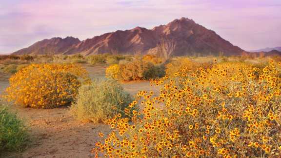 The Sonoran Desert, Arizona, USA
