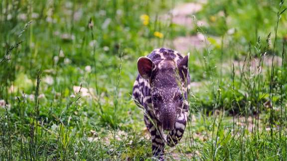 That s quite a schnoz, baby tapir