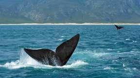 Southern right whales sail home to South Africa