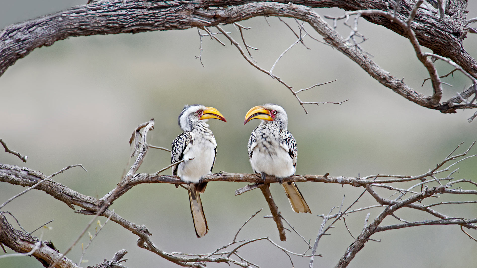 Download Bing image: Just a couple of yellow-billed hornbills ...