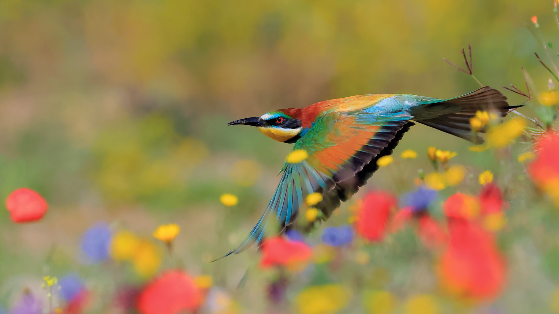 Scia di colore