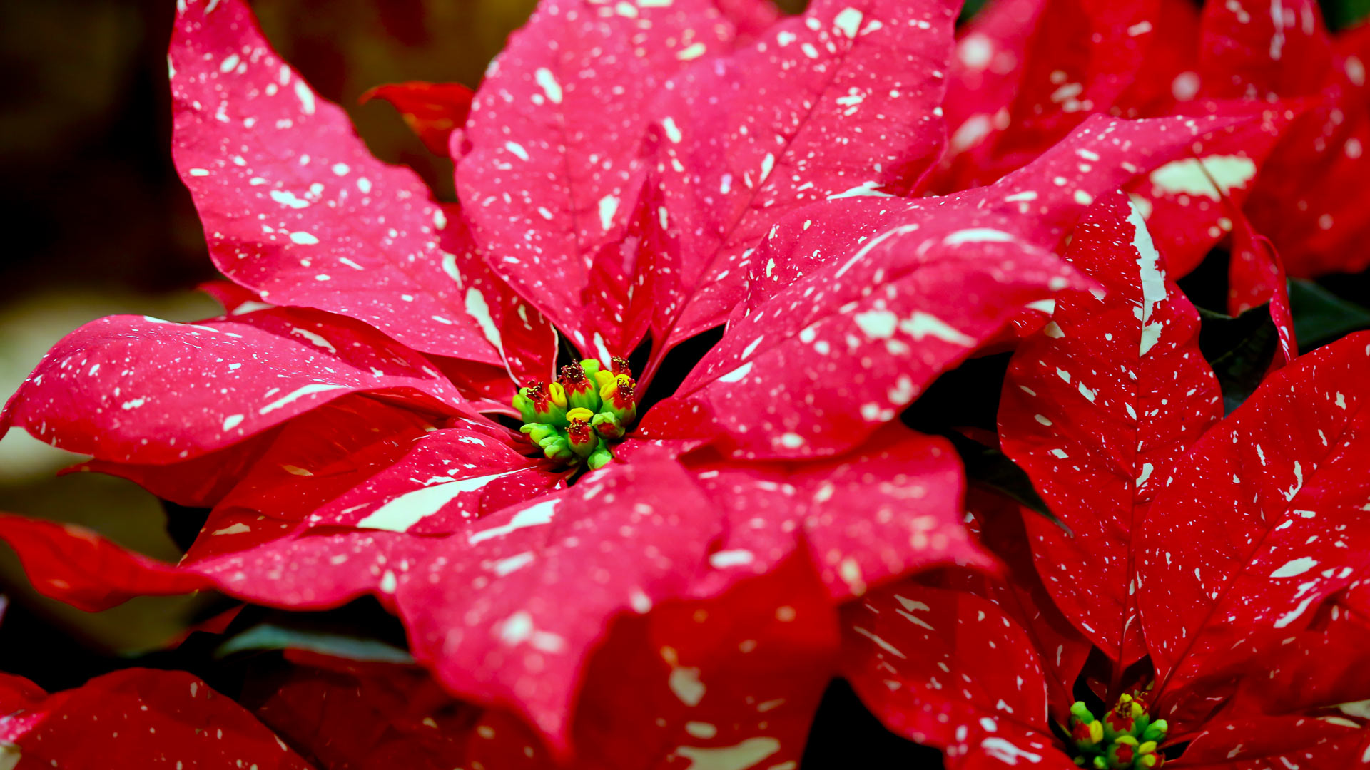 National Poinsettia Day