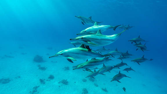 World Dolphin Day