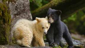 Brotherly cubs