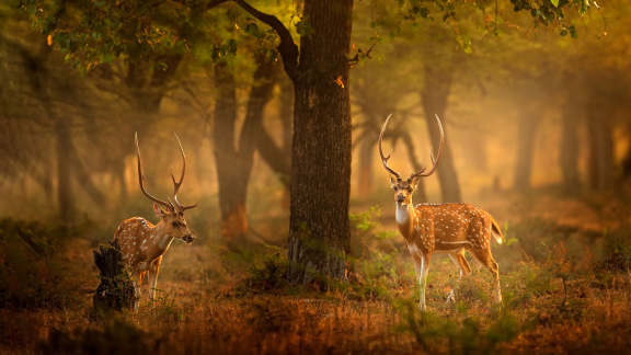 ‘Spotting’ deer in the wild