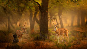 ‘Spotting’ deer in the wild