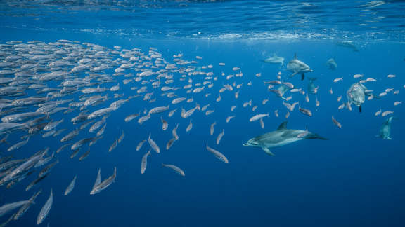 National Dolphin Day