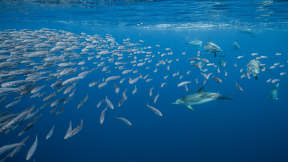 National Dolphin Day