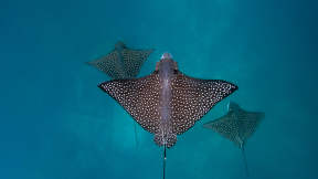 Spotted eagle rays