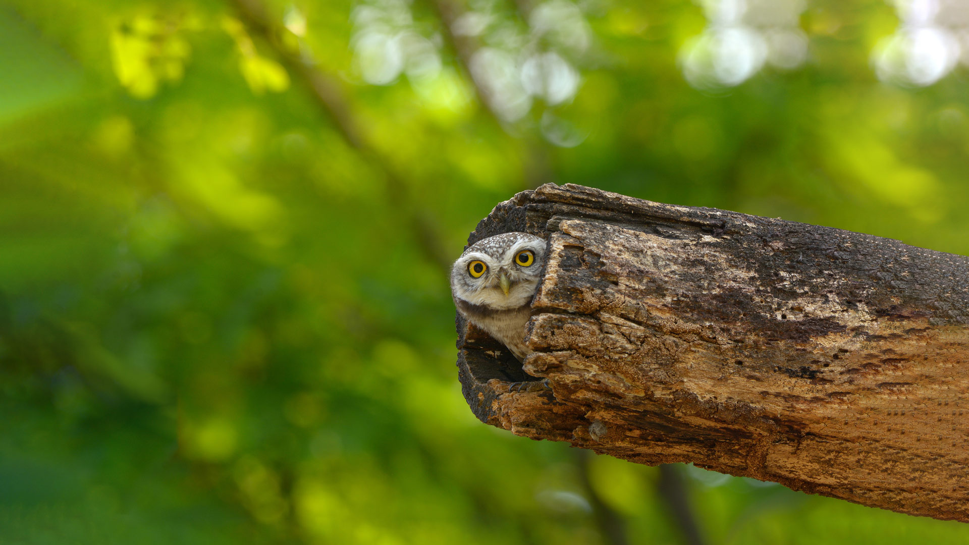 Bing HD Wallpaper Aug 8, 2024: Spotted owlet, Bangkok, Thailand - Bing ...