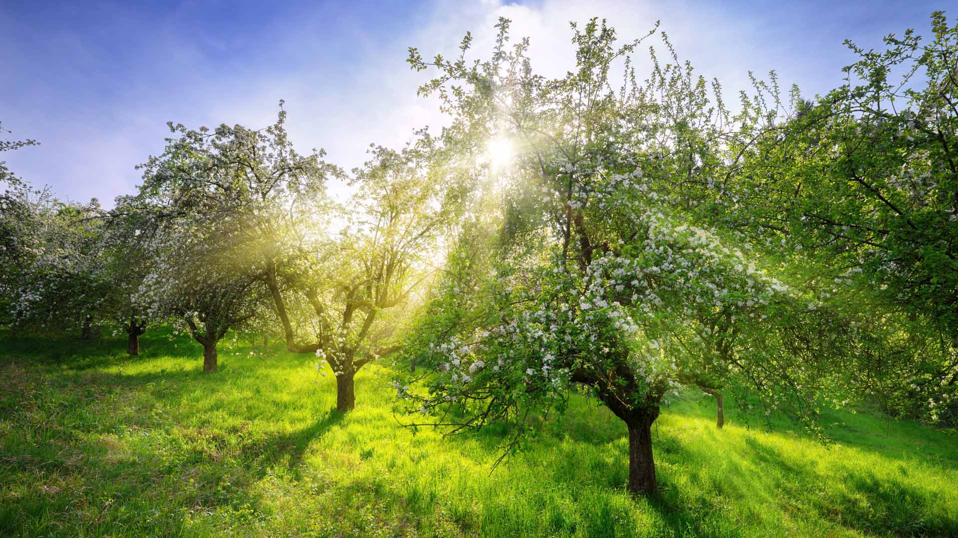 Bing image: Apple trees in spring, Germany - Bing Wallpaper Gallery