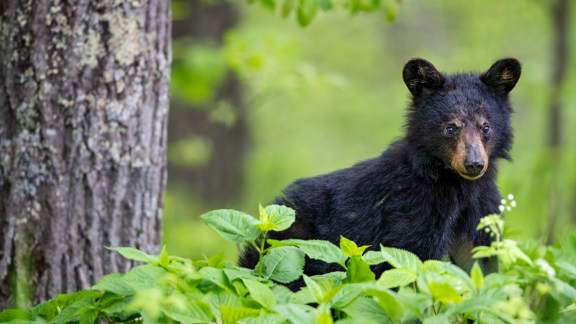 Schwarzbärenjunges erwacht im Frühling