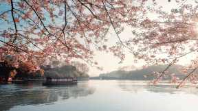 春日仙境