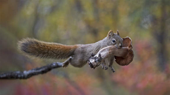 A real fun guy…er, squirrel