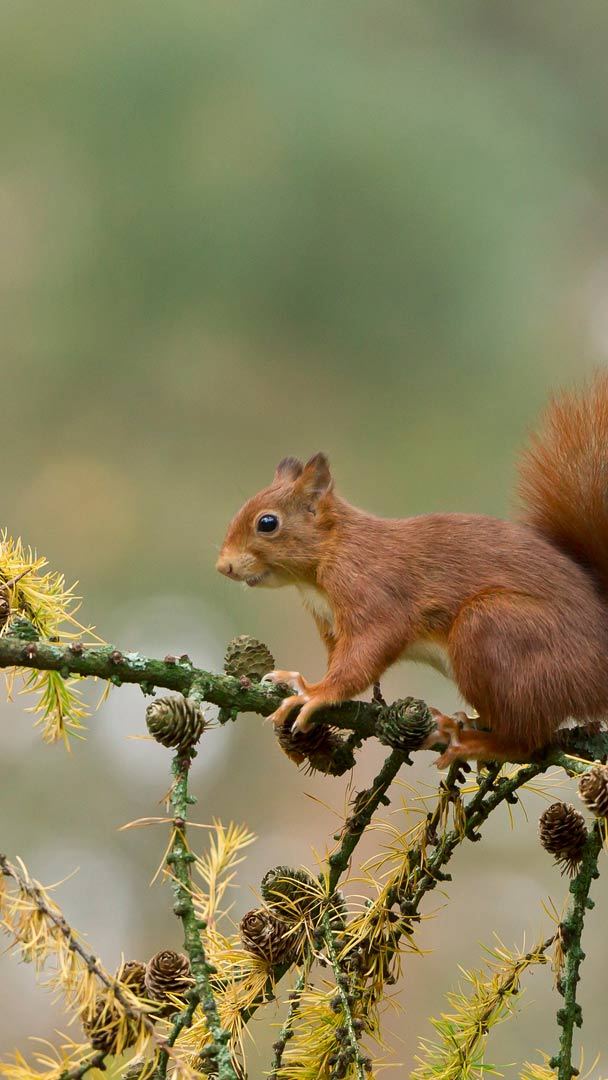 Squirrel Forest Scene - ArtDesigne999 - Photography, Animals, Birds, &  Fish, Other Animals, Birds, & Fish - ArtPal