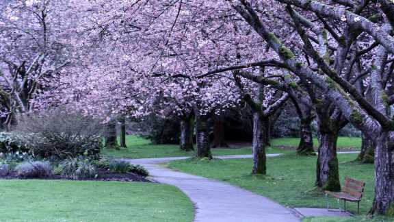 Sakura Days Japan Fair