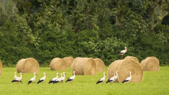 Les cigognes blanches
