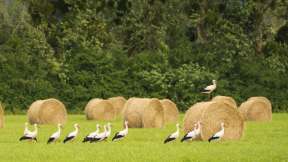 Les cigognes blanches