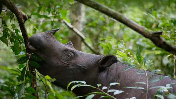 Comment aider les animaux en danger ?