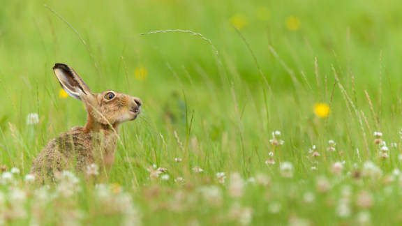 European hare