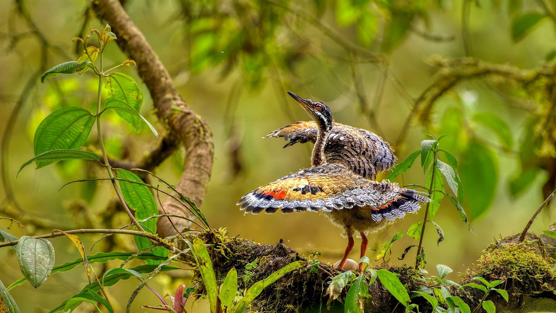 Juvenile sunbittern displaying at nest, Ecuador