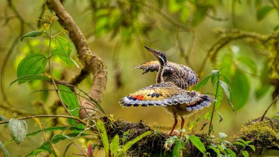 Juvenile sunbittern displaying at nest, Ecuador